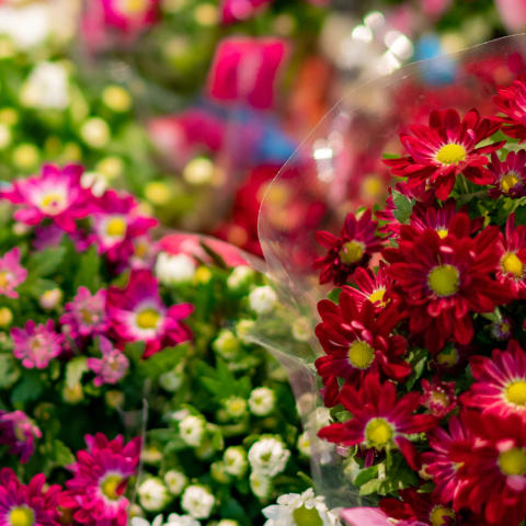 E center Warnow Park Blumen